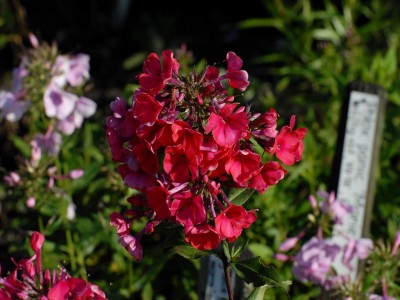 Bild-6